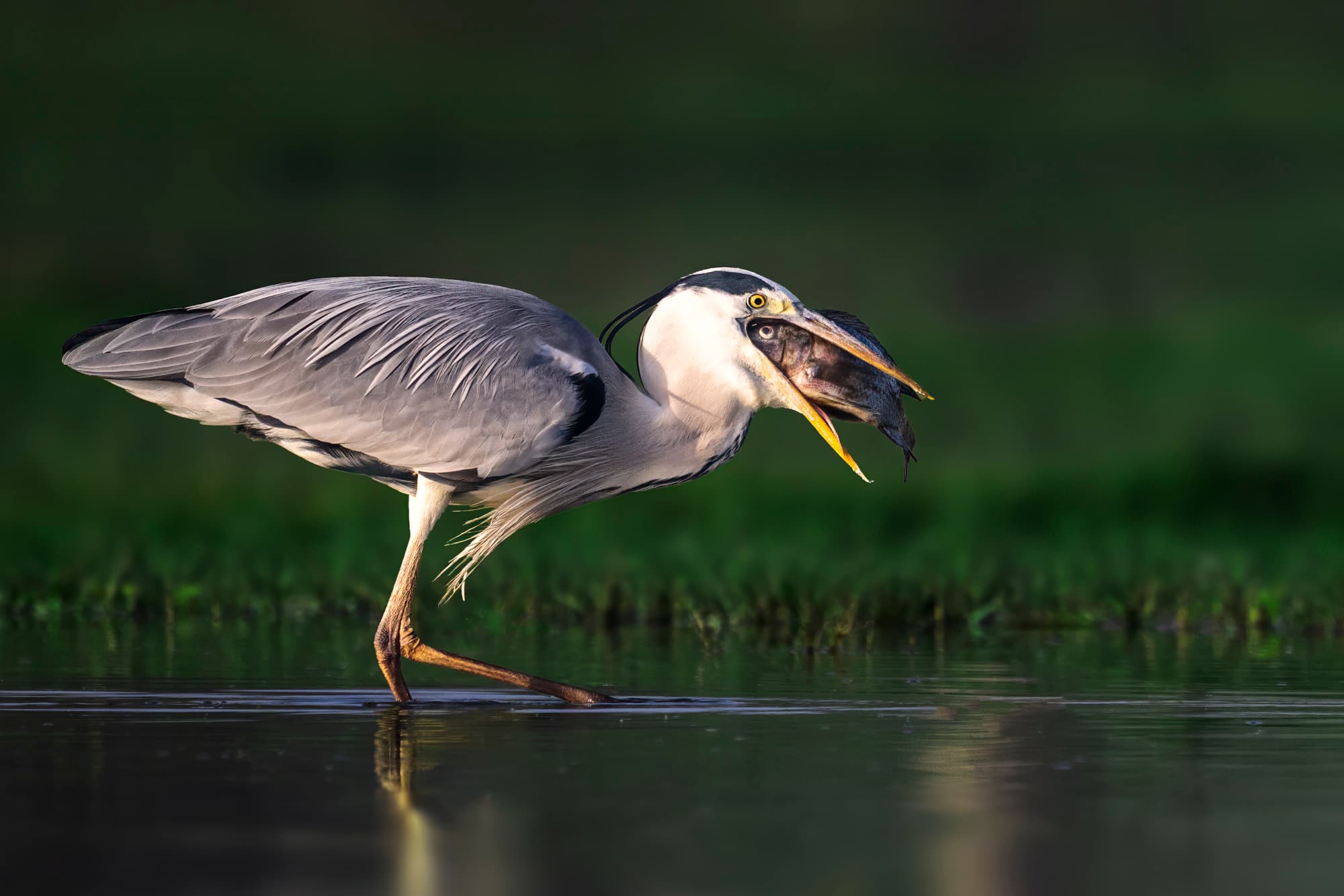 Grey heron wading with a fish in its beak